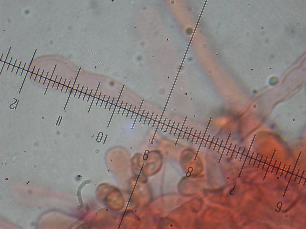 O l''uno... o l''atro???